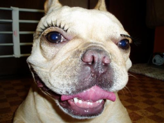 Illustration for article titled Fake Eyelashes on Pets Might Be a Thing